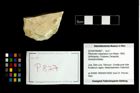 Foto (Objekt + Etikett) von Pithonoton marginatum (von Meyer, 1842)  (NHMW-GEO-2014-0194-0827)